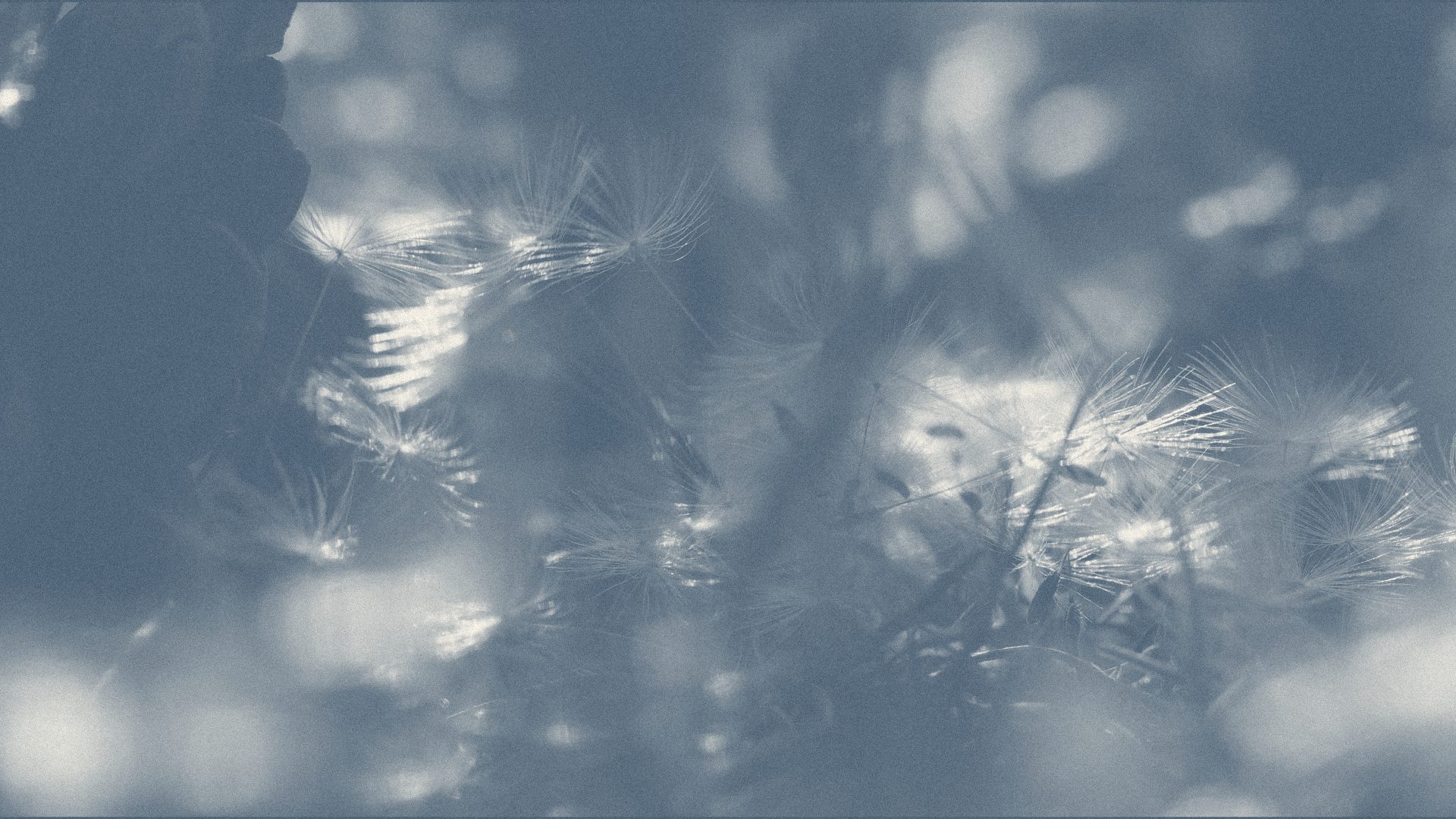 Snowdrops
